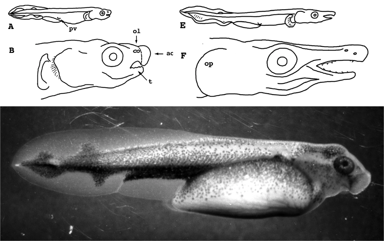 Virginia Tech Ichthyology Class Such a long nose and such big teeth