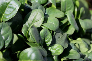 Fresh baby spinach