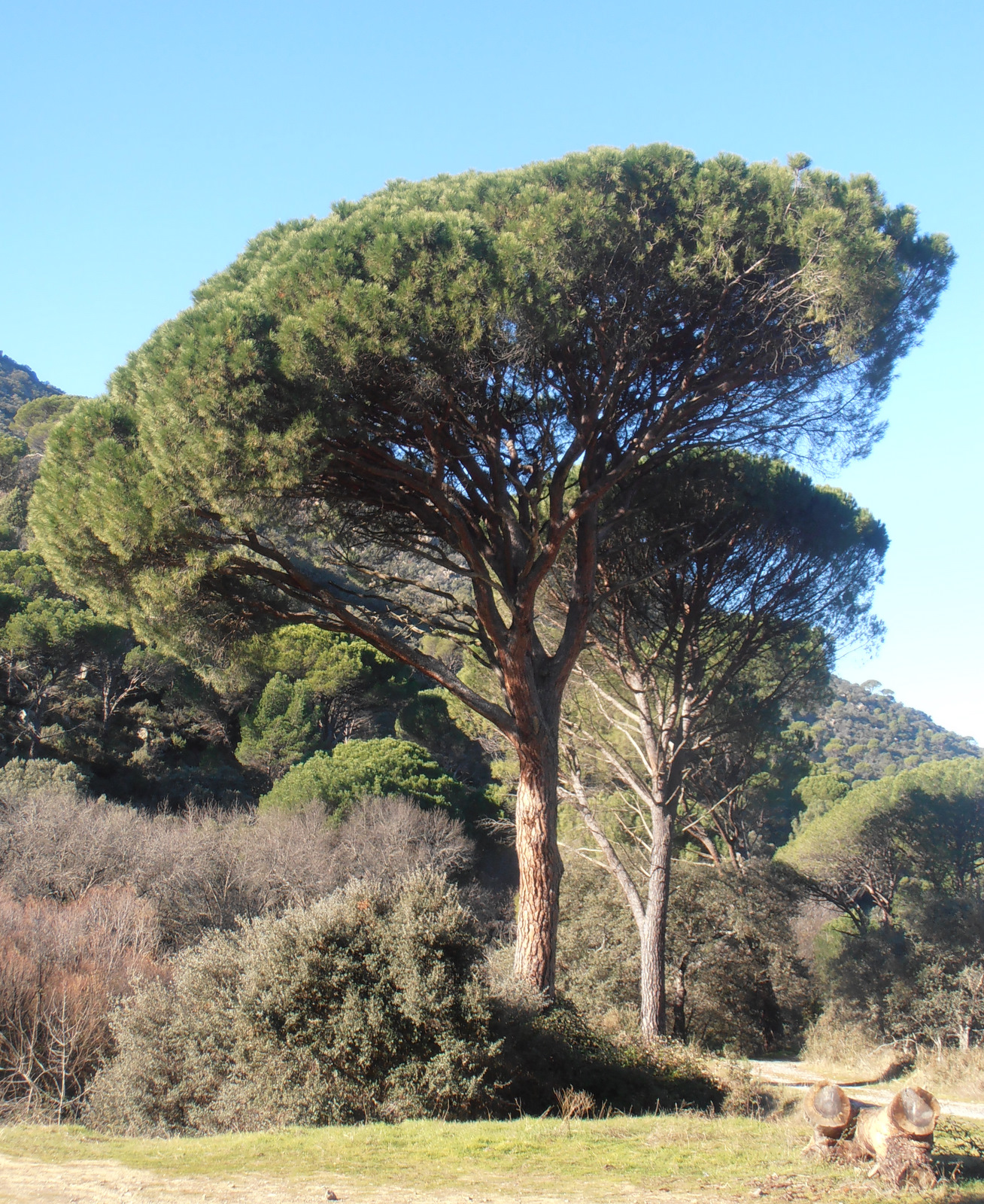Entre plantas y bichos Pinus pinea (pino piñonero)
