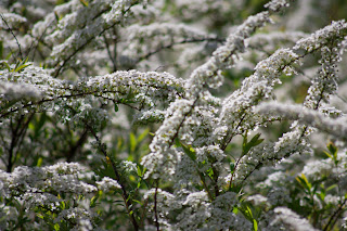 White flowers