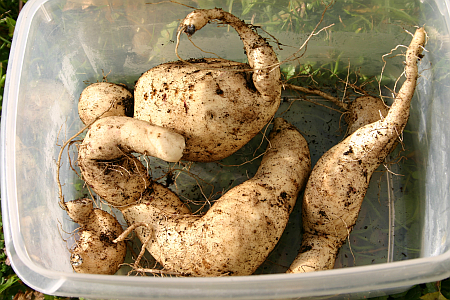 Süßkartoffel selbst anpflanzen