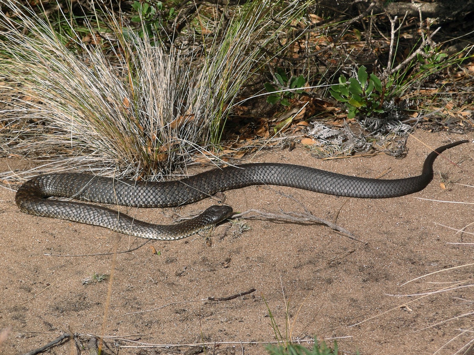 Wildlife of the World Tiger Snakes Facts and Images
