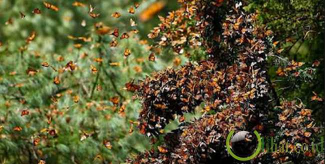 Colorado, AS: Migrasi kupu-kupu monarch