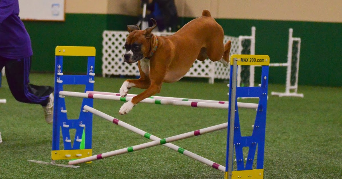 Agility Boxers PicturesAgility