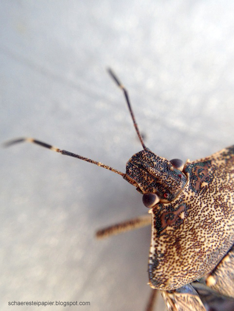 Schaeresteipapier Die Wanze Auf Dem Balkontisch