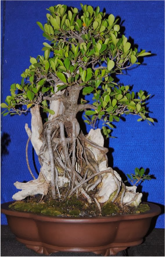 LENNARD'S BONSAI BEGINNINGS. The strangler style by Mack Boshoff.