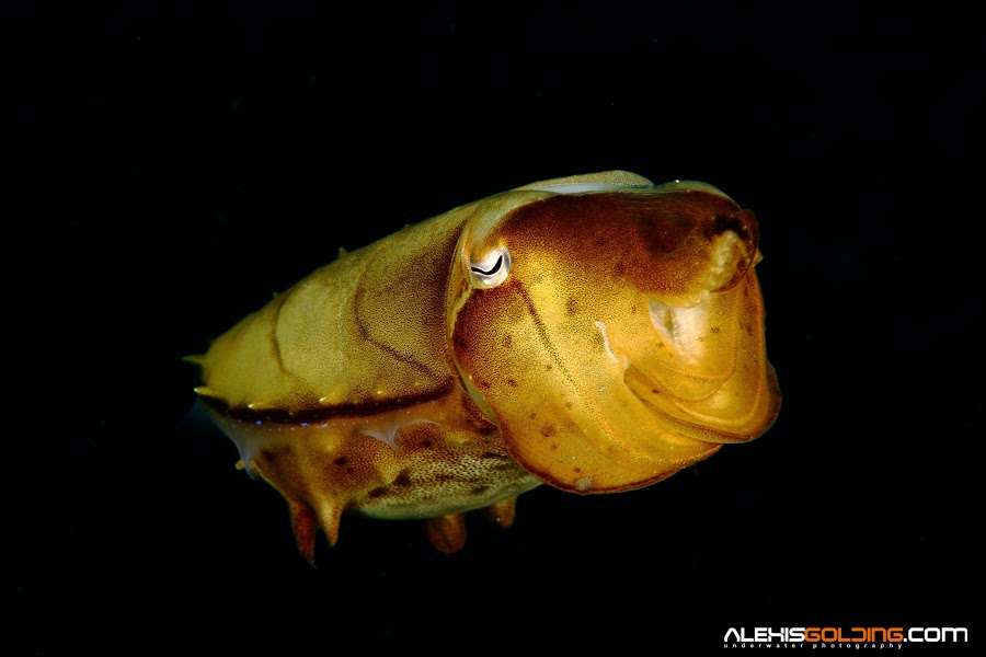 Broadclub Cuttlefish / Sepia