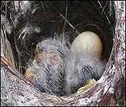 Baby Humming Bird