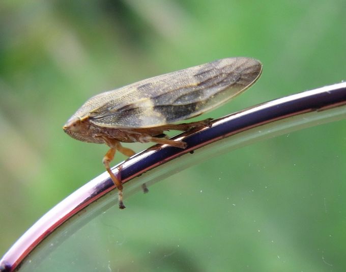 Wanderungen Durch Die Natur 01 01 13 01 02 13