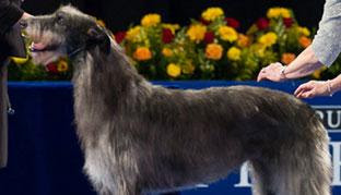 irish wolfhound, westminster dog show 2011, pekingese, bearded collie, tibetan mastiff 
