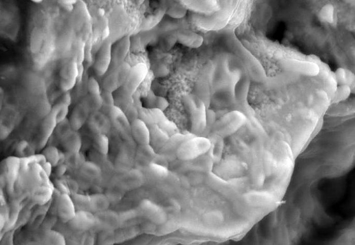 Dinosaur fossil investigation unlocks possible soft tissue treasure trove Dinosaur fossil investigation unlocks possible soft tissue treasure trove