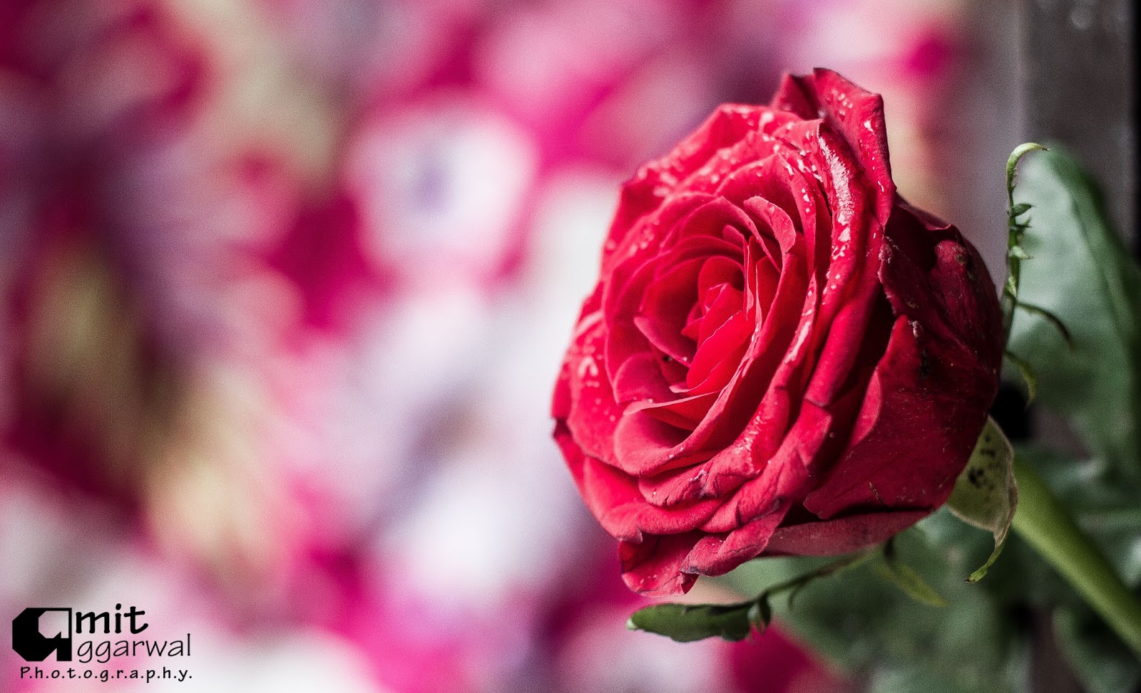 Rose Day -- Start of Valentine Week || By Amit Aggarwal1600 x 973