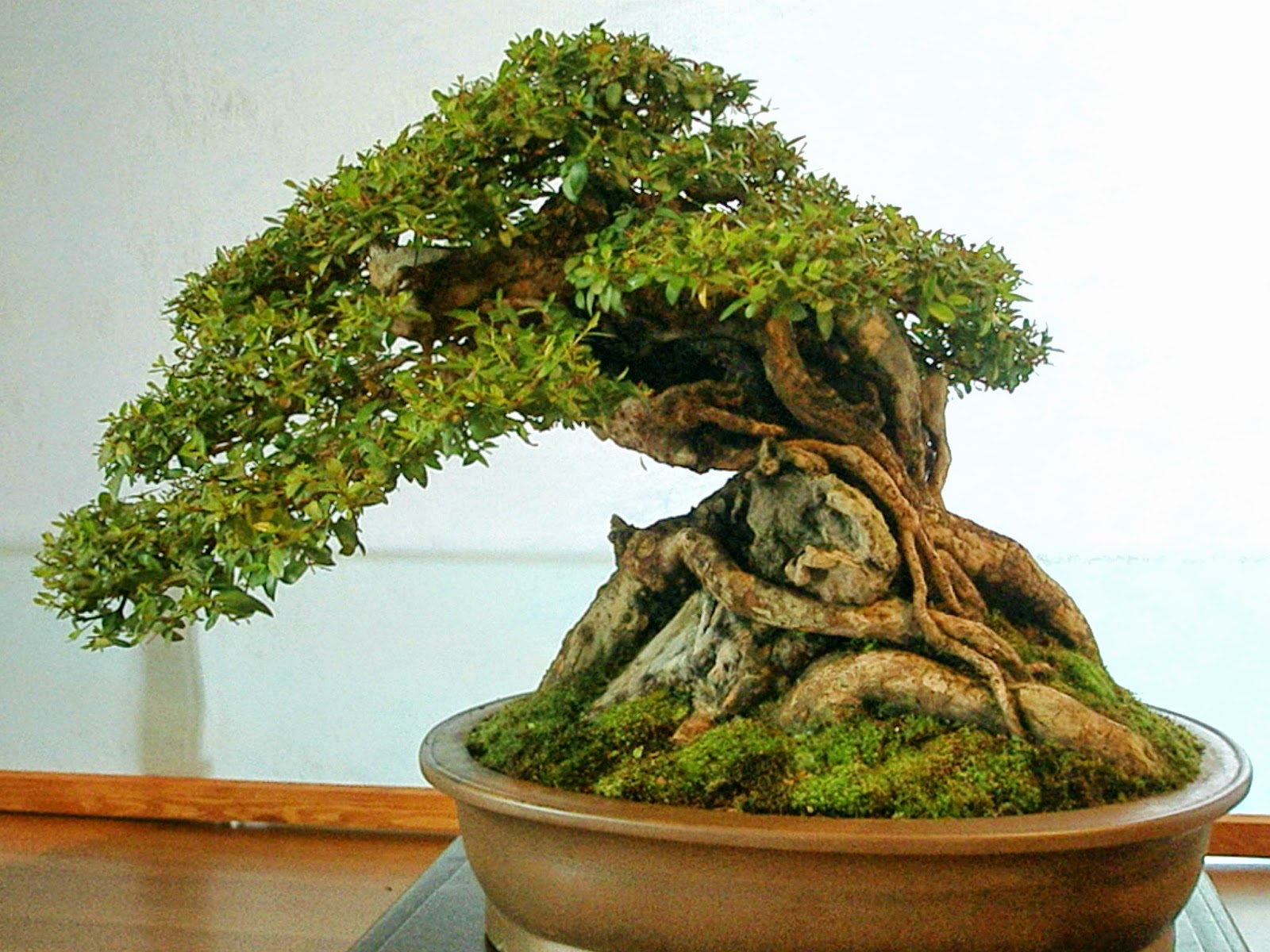 PIRDOT FotoFoto Bonsai Terbaik Di Dunia