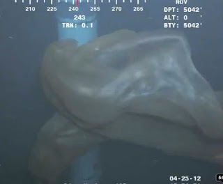 Mysterious Sea Creatures Captured by Video_1