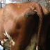 How to administer an intramuscular injection to a dairy cow
