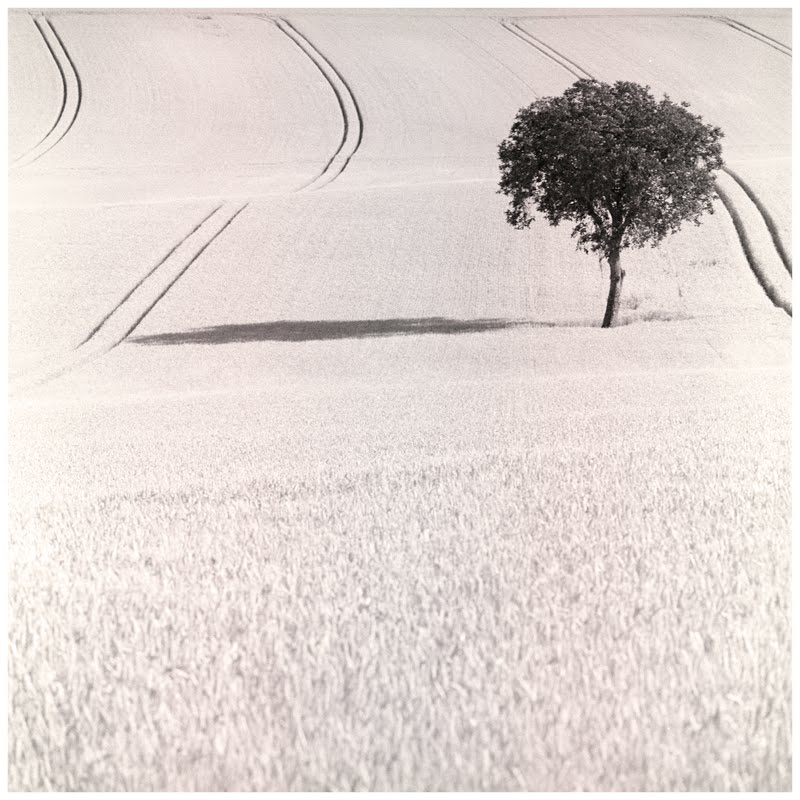 Arbre au milieu d'un champ, Bourgogne, 2019