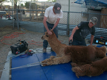 Mike (in white) and Cody shearing Prince