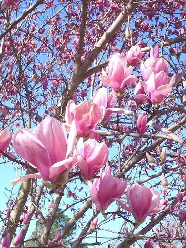 julie whitmore pottery tulip trees
