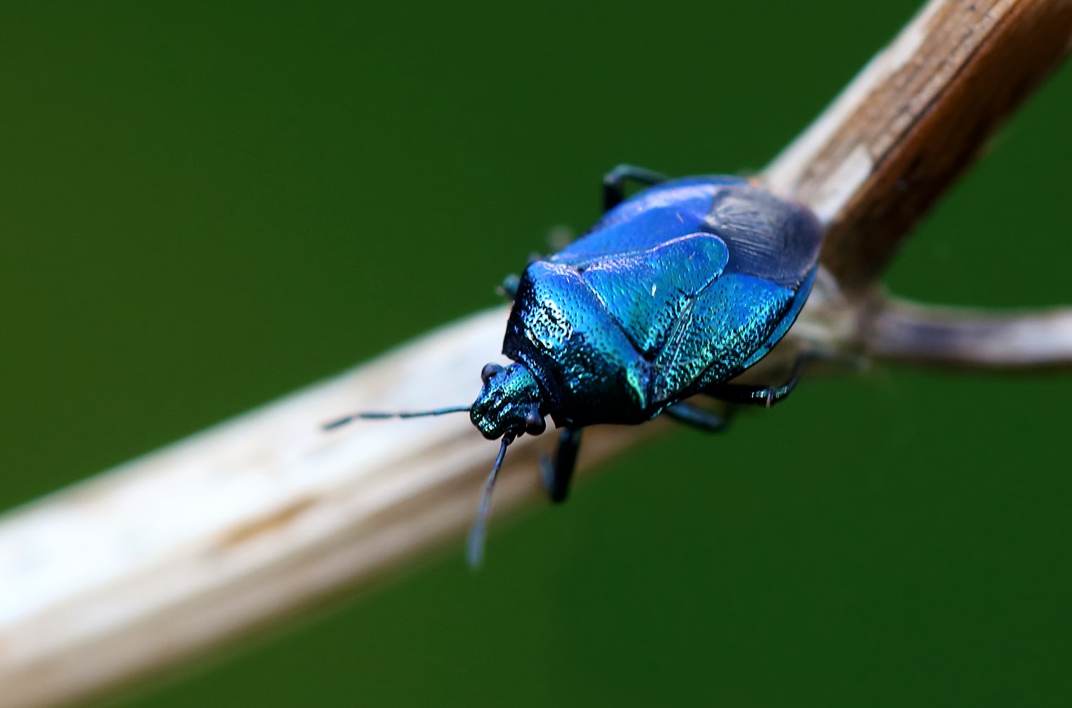 JJ's Photographic nature blog What a carry on...