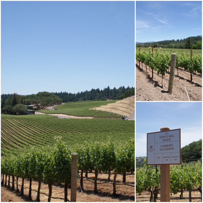 Authentic Suburban Gourmet Maple Bacon Braised Brussels Sprouts + Lancaster Estate Winery