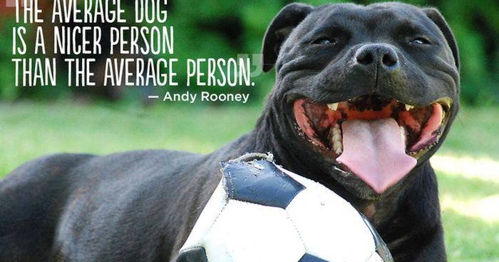 Mail2Day: 21 Great Quotes About Pets