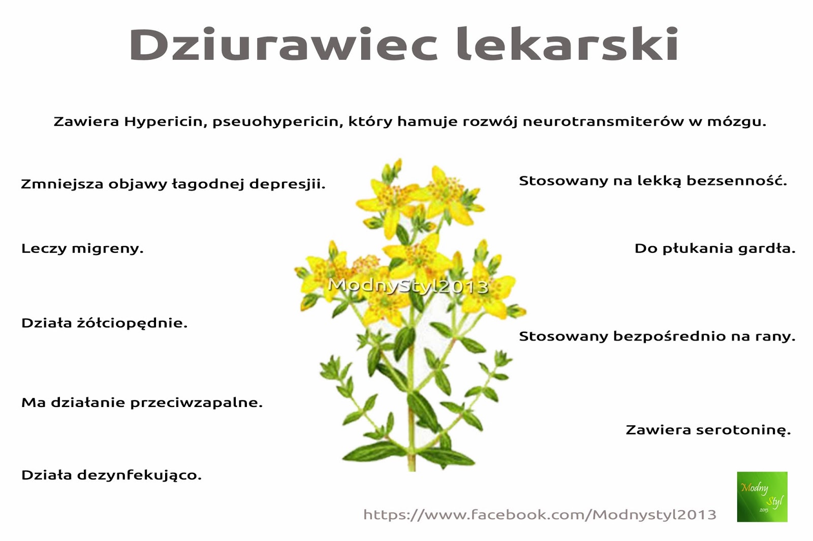 Dziurawiec lekarski