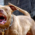 ΣΟΚ - Ρόδος: επίθεση pit bull σε 17χρονη!