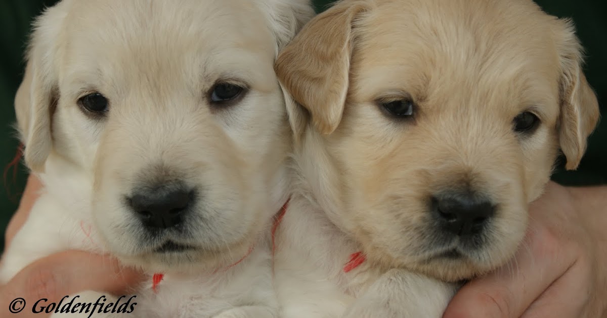 Golden Fields - Golden Retriever Welpen Familienzucht: Herzige Golden