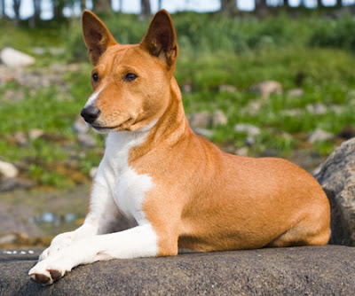 Basenji-Dog-Photos Dog Photos