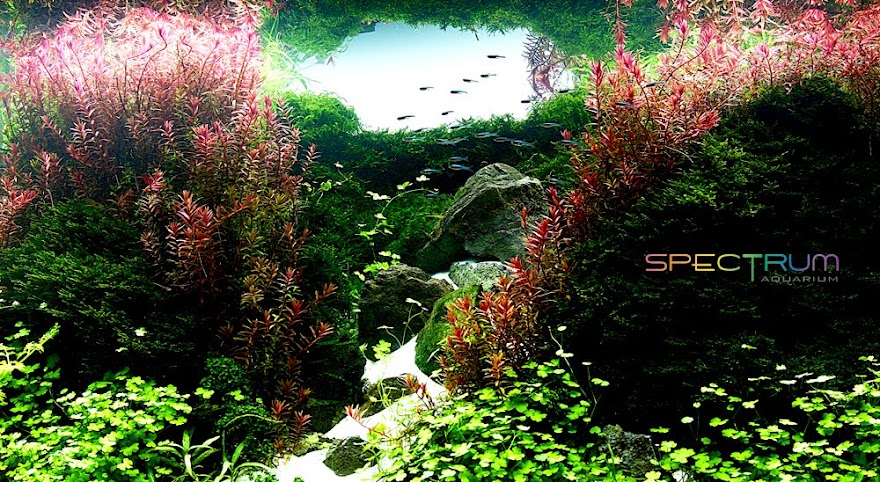 Spectrum Aquarium