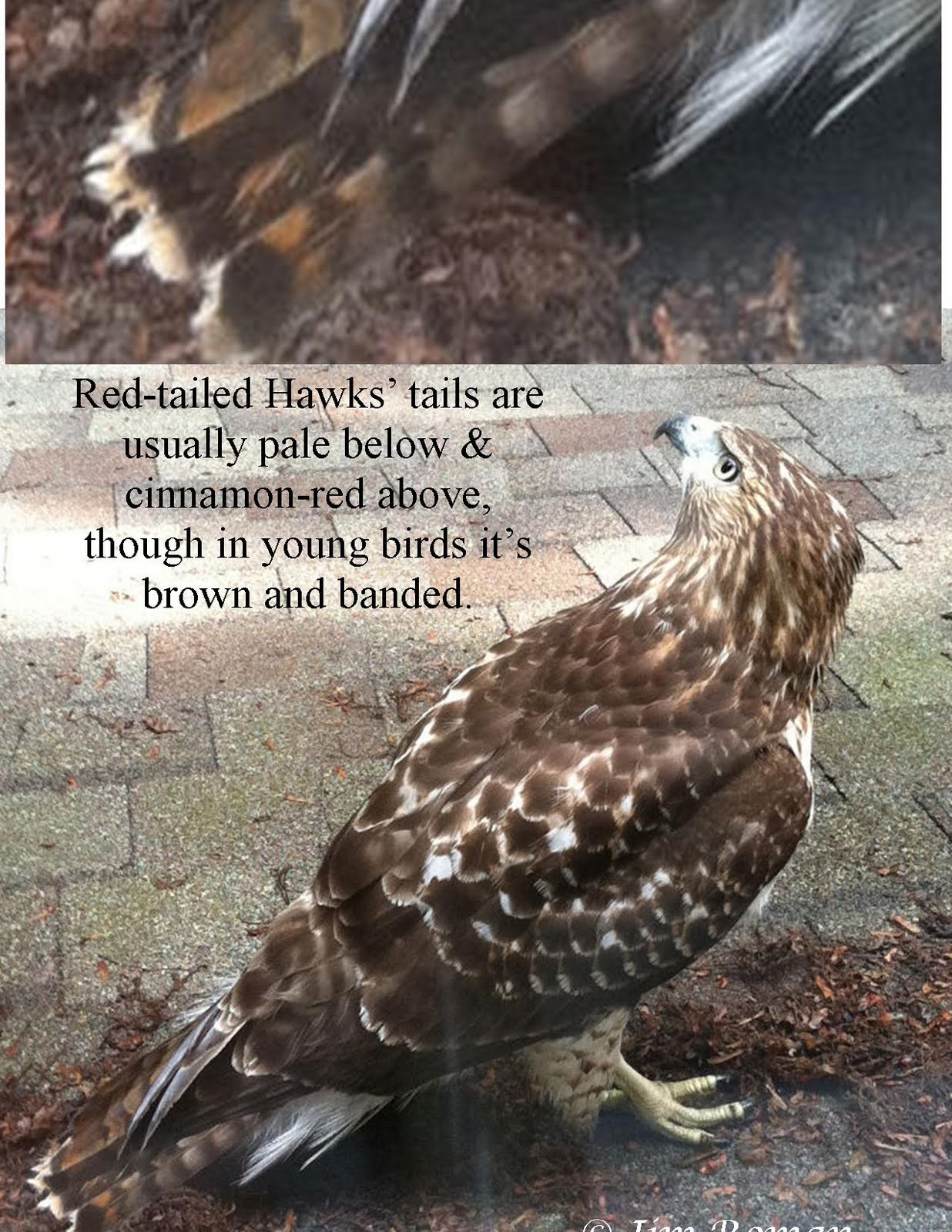 This is what a hungry hawk looks like r/UIUC