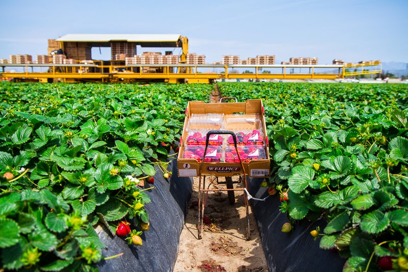 California Strawberry Field Trip on Closet Cooking