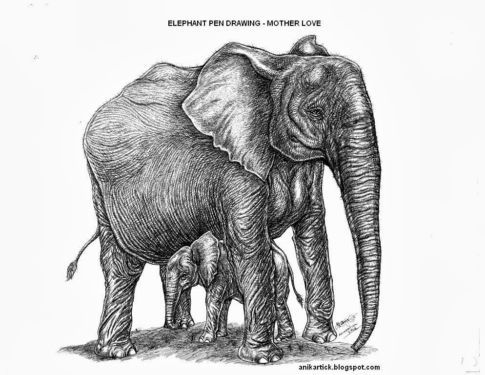 Pen Drawing Artist Pen drawings Elephant drawings Realistic drawings Artist Anikartick