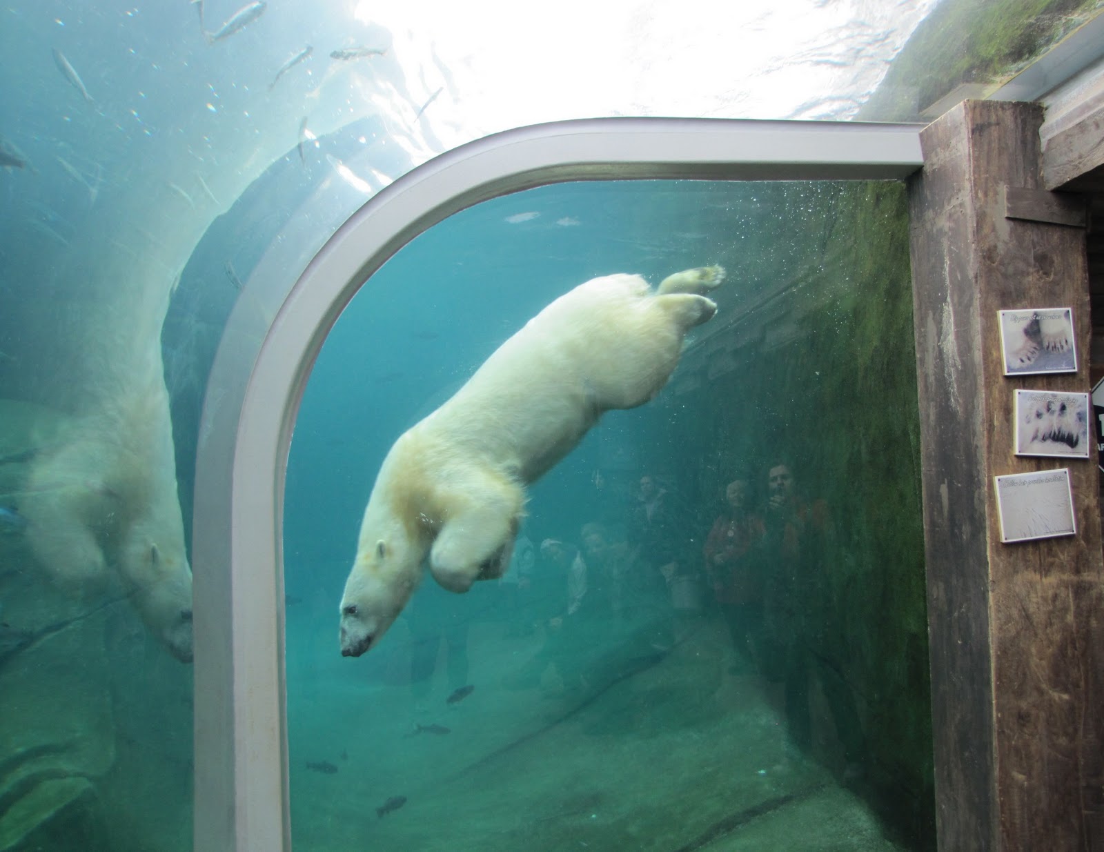 My Polar Bear Friends and Friends of Polar Bears Top Honors for Polar