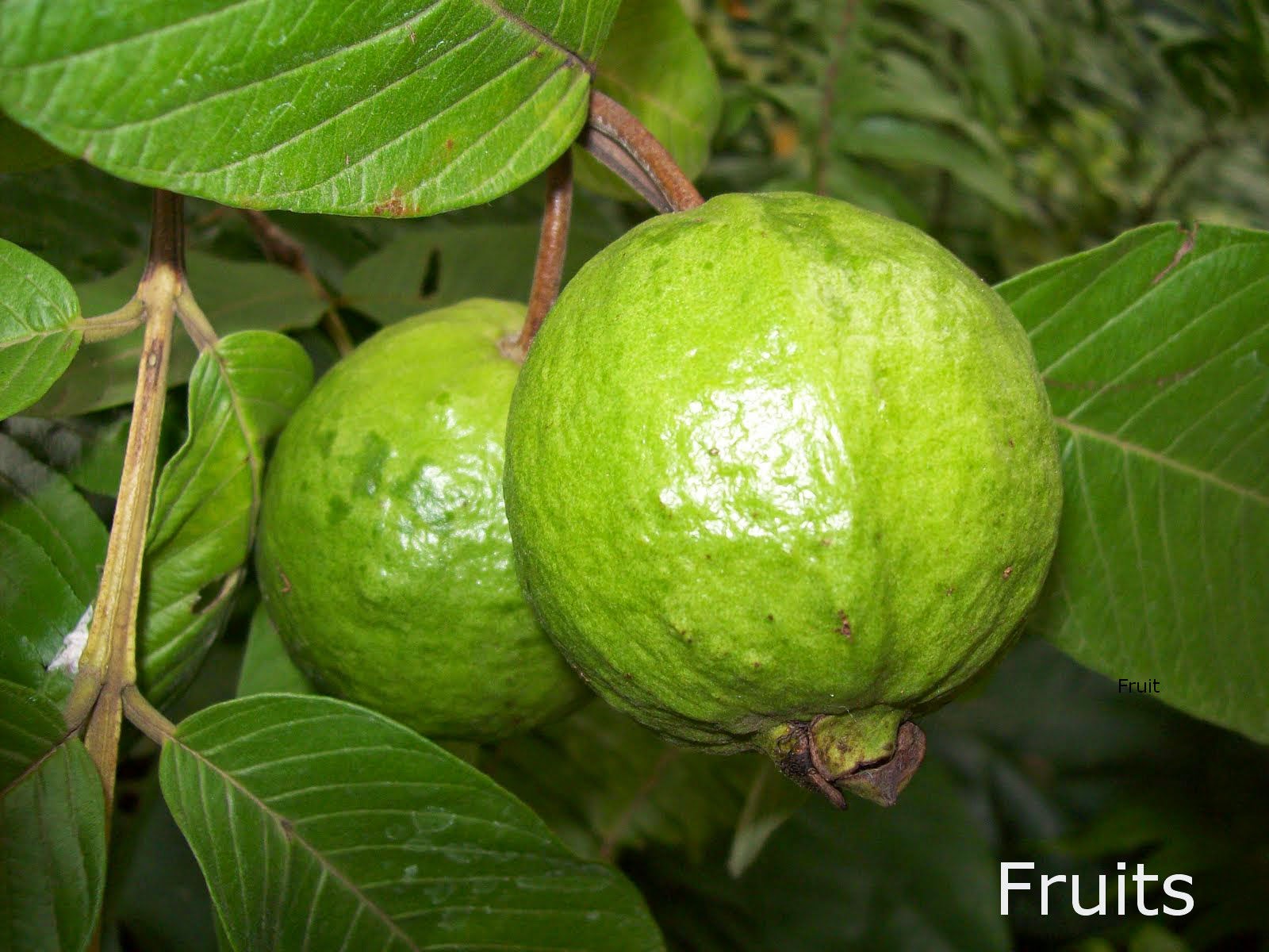 Herbal plants Sri Lanka Aratta(Alpinia calcarata)