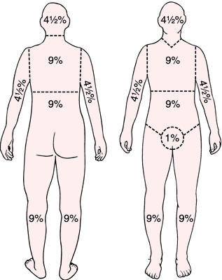 Human Anatomy & Physiology: Integumentary System