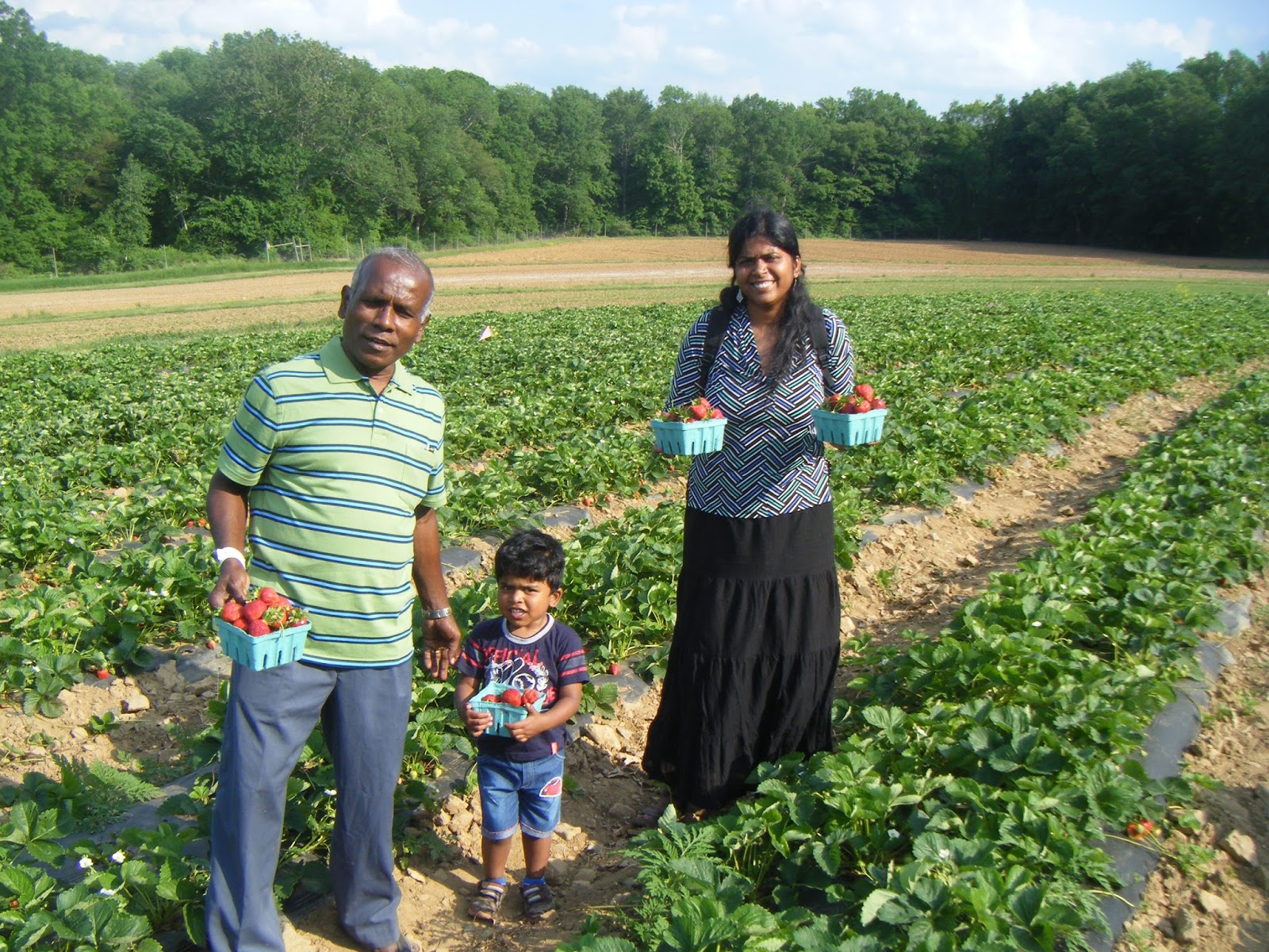 Alpine Wonders Strawberry picking, Alstede farms, Chester, NJ
