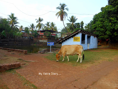 Pond at Trichambaram temple, Kannur- Kerala