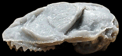 Shoshonius skull