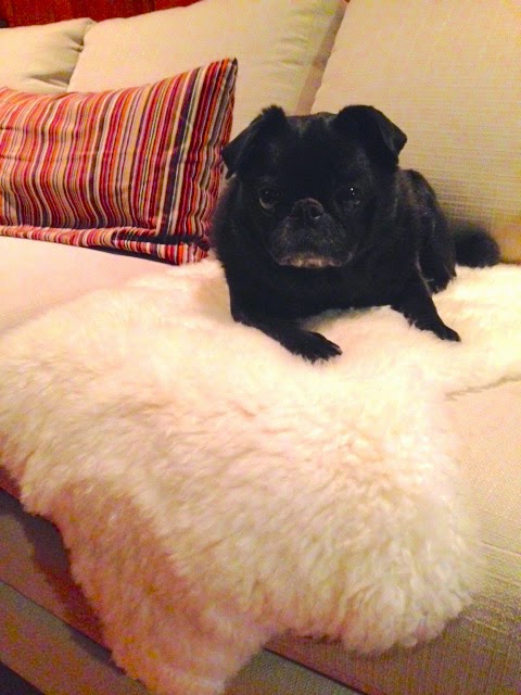 Black pug on the new sectional
