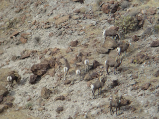 Bob+Rice+AZ+Unit+15D+Desert+Sheep+Hunt+with+Colburn+and+Scott+Outfitters+and+Guide+Russ+Jacoby+20.JPG