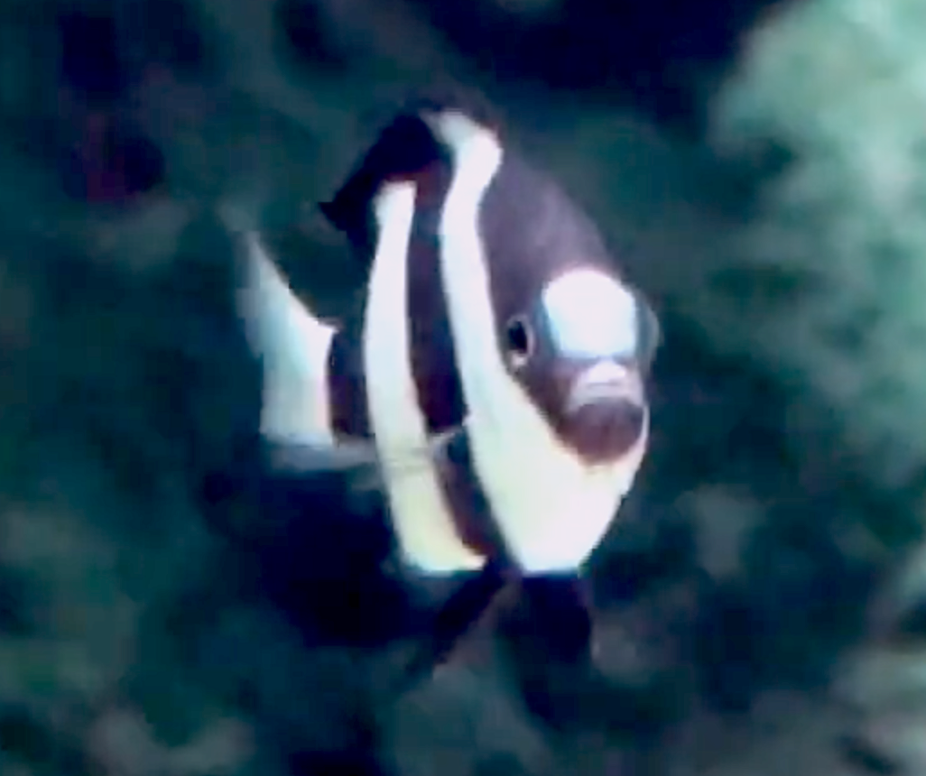 Aquarium Movies Japan Archive 生きている魚図鑑 ミスジリュウキュウスズメダイ Whitetail Dascyllus Cdascyllus Aruanus