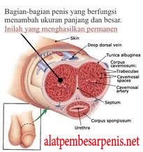 gambar struktur penis