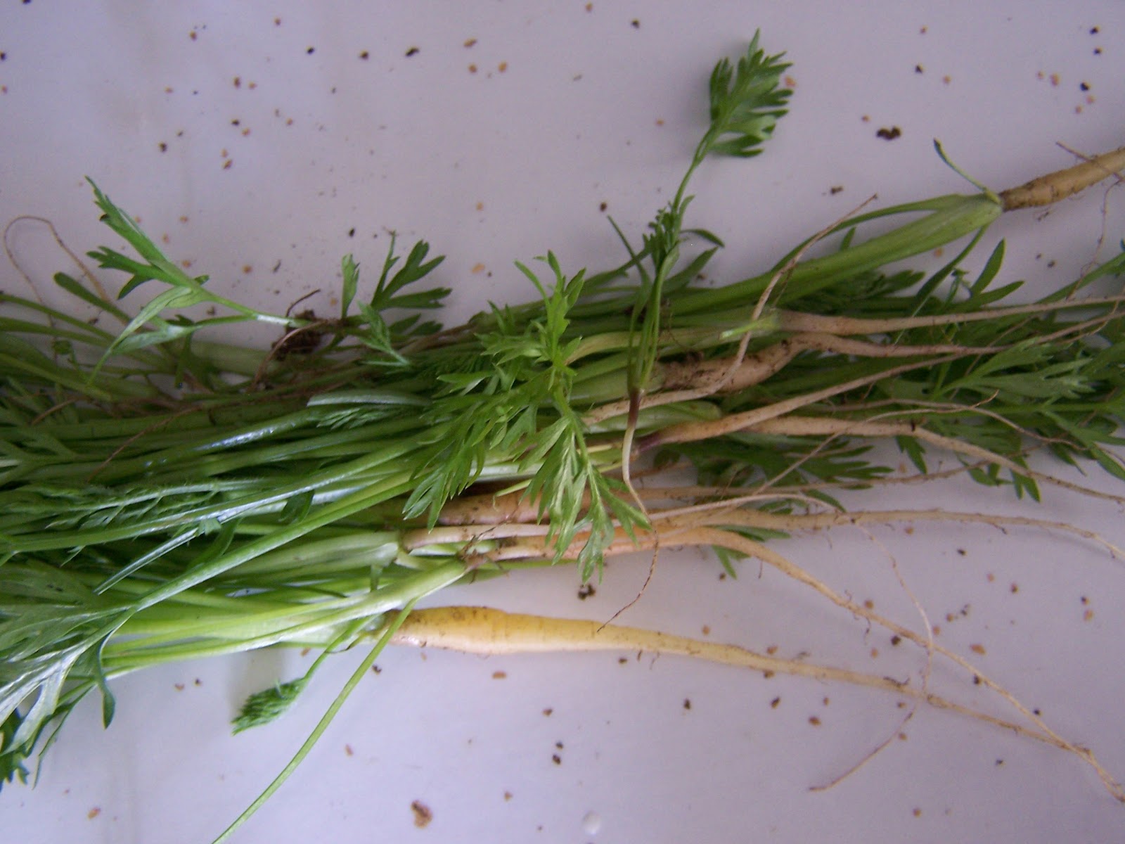 Simplysewn Thinning the Carrots