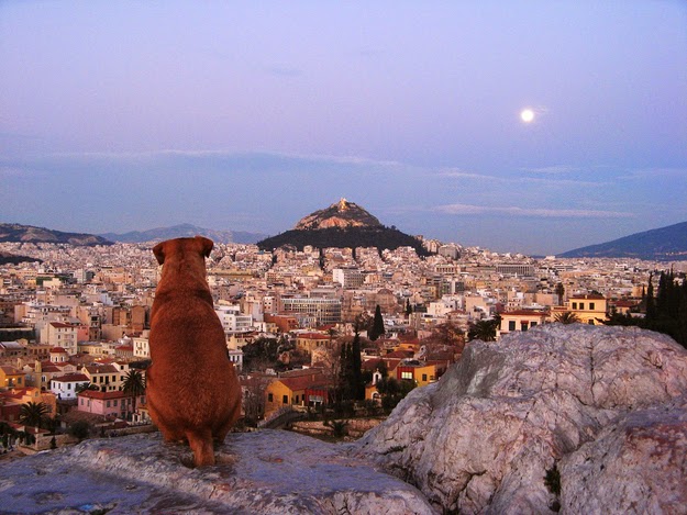 22. Athens is one of the most underrated cities in the world. (A dog looks out over Athens to Lykavittos Hill.) - 49 Reasons To Love Hellas (Greece) 22. Athens is one of the most underrated cities in the world. (A dog looks out over Athens to Lykavittos Hill.) - 49 Reasons To Love Hellas (Greece)