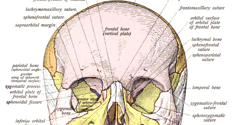 Psychology of Medicine: Human skull