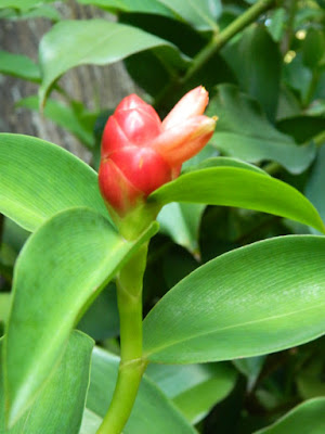 Crepe ginger bud Costus speciosus at Diamond Botanical Gardens Soufriere St. Lucia by garden muses-not another Toronto gardening blog
