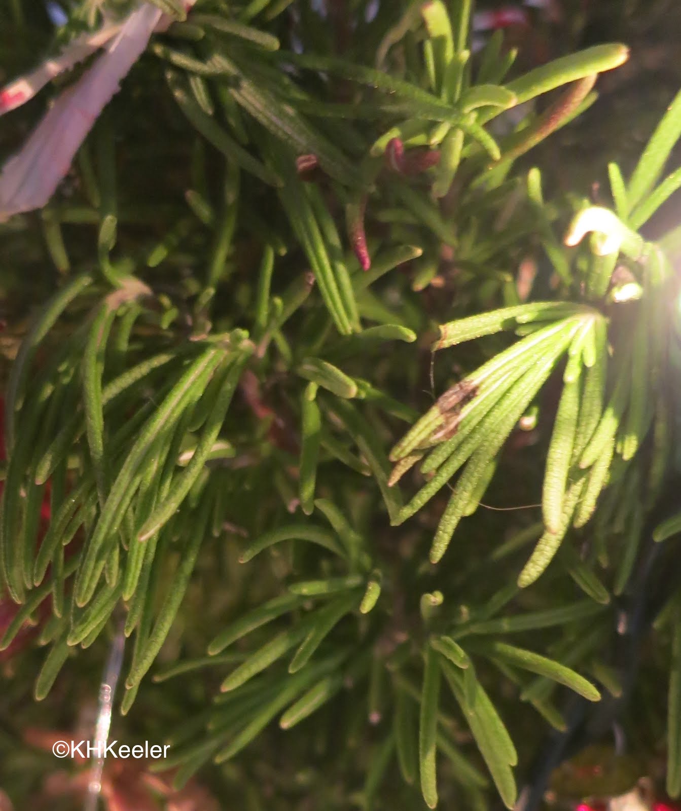 A Wandering Botanist Plant StoryFragrant Rosemary