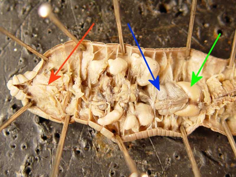 Bio(:: Blog#12 What surprised you from the worm's dissection?
