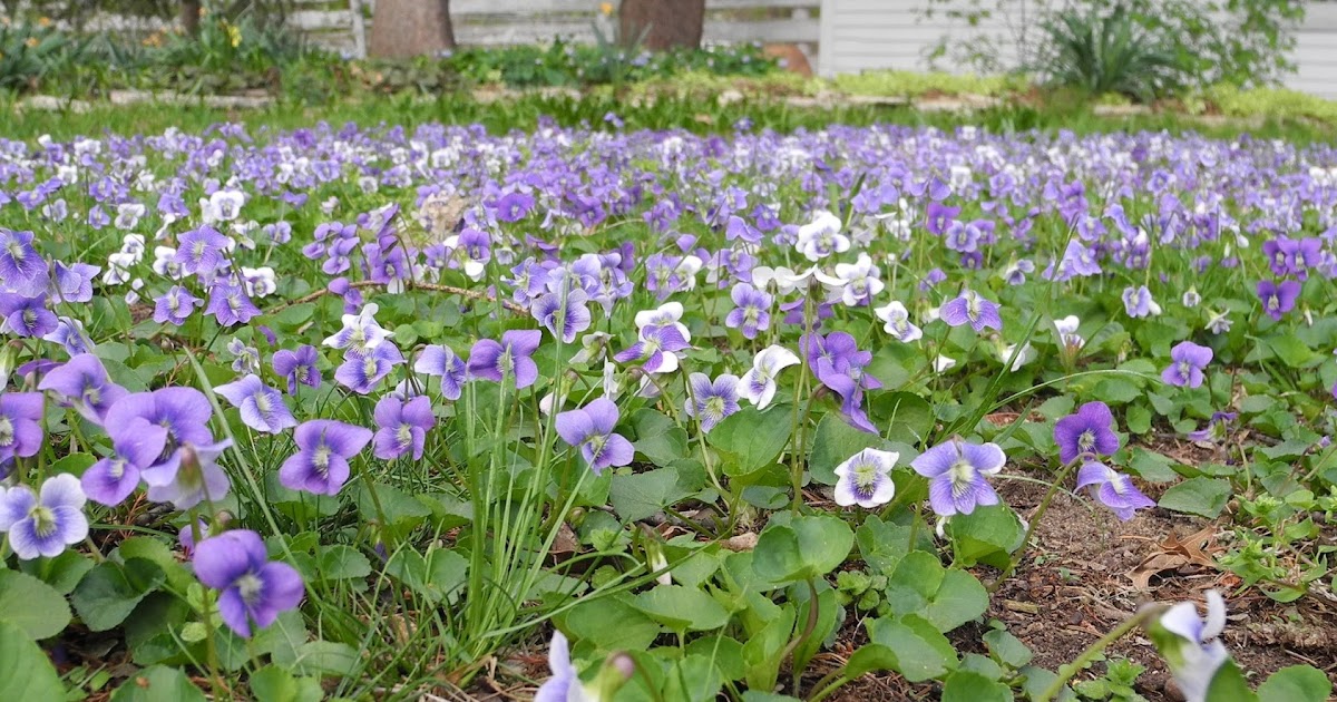 The Phytophactor Violet lawn